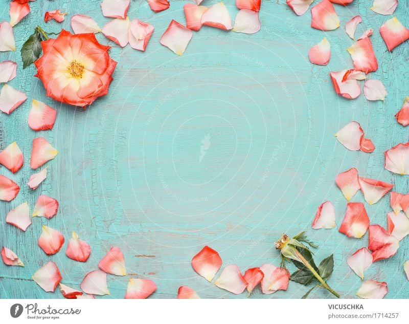 Rahmen aus rosa Rosenblüten auf blauem Hintergrund Stil Design Sommer Veranstaltung Feste & Feiern Valentinstag Muttertag Geburtstag Natur Pflanze Blume Blatt