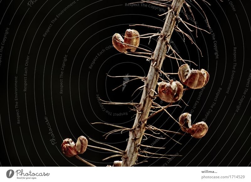 Das rätselhafte Gewächs Pflanze Stengel Beeren Stachel stachelig Dorn Samen Detailaufnahme Hintergrund neutral