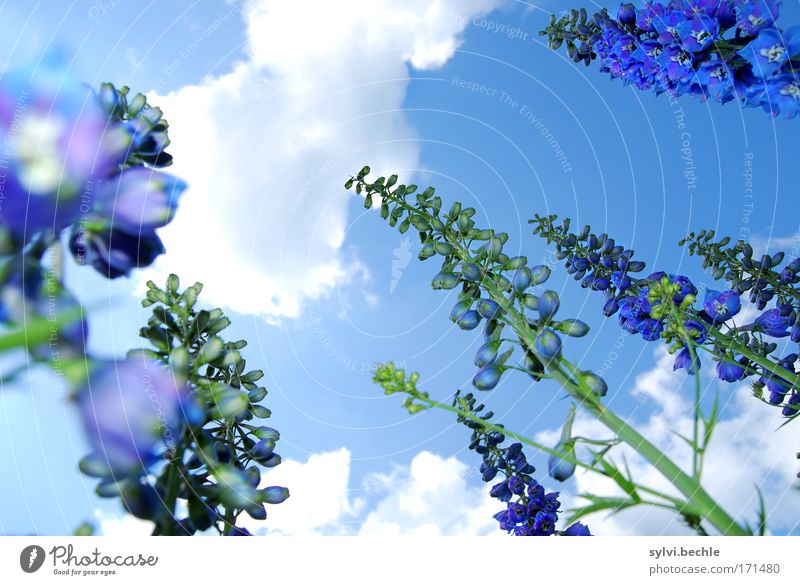 hoch hinaus II Umwelt Natur Pflanze Himmel Wolken Sommer Schönes Wetter Blume Blüte Blühend Wachstum Duft schön blau grün weiß emporragend Höhe Stengel