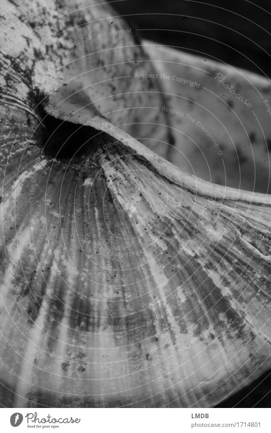 Schnecken-Schaufel II Tier Totes Tier alt rund schwarz weiß ruhig Hoffnung Glaube demütig Sorge Trauer Tod besinnlich Denken karg Schneckenhaus Hülle