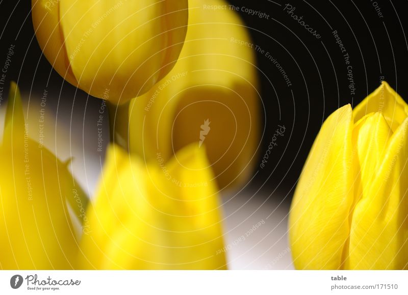 Tulpen Farbfoto Nahaufnahme harmonisch Erholung Duft Wohnung Dekoration & Verzierung Gärtnerei Pflanze Blüte Blühend Wachstum ästhetisch schön gelb schwarz