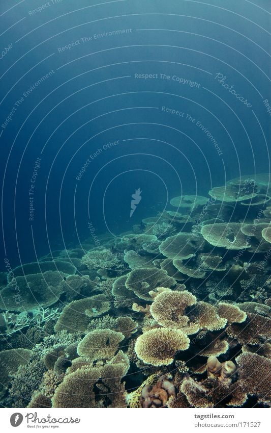 RIFFREISE Riff Malediven tauchen Schnorcheln Wasser Indien Meer Korallen Hartkorallen entdecken forschen Wissenschaften Hausriff fallen abfallend Berghang