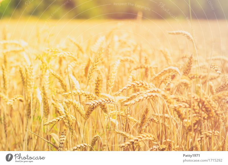 Getreide Landwirtschaft Forstwirtschaft Sommer Pflanze Nutzpflanze Weizen Weizenfeld Ähren Feld nachhaltig natürlich gelb gold Wachstum Farbfoto Außenaufnahme