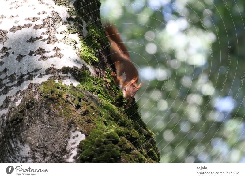 eichhörnchen auf moosfang Umwelt Natur Pflanze Tier Sommer Baum Moos Wildtier Eichhörnchen 1 natürlich niedlich wild Nestbau Sammlung Vorsorge Klettern