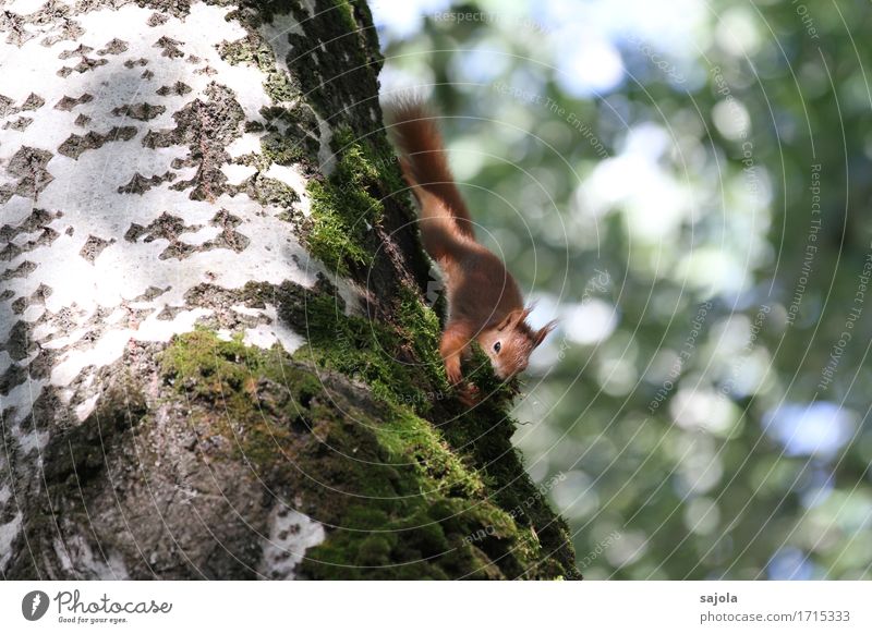 eichhörnchen auf moosfang II Umwelt Natur Pflanze Tier Sommer Baum Moos Wildtier Eichhörnchen 1 festhalten natürlich niedlich wild fleißig ansammeln Sammlung