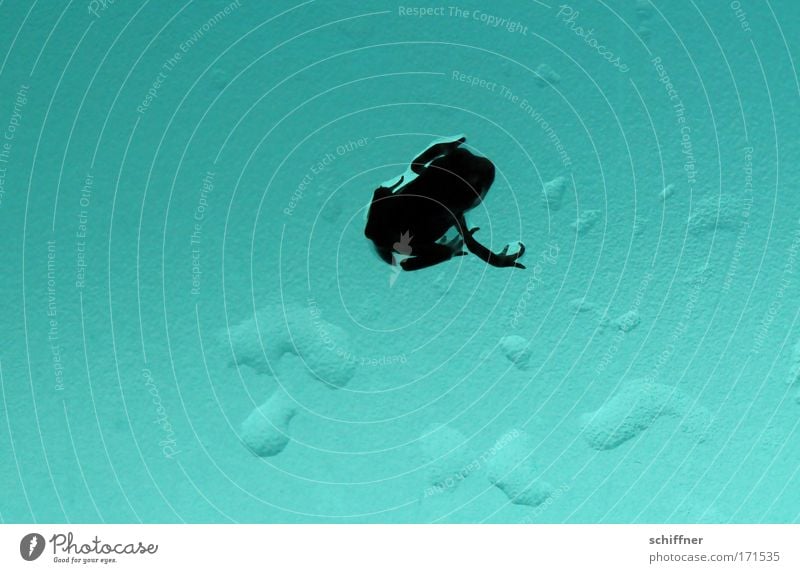 Froschtraum I Makroaufnahme Froschperspektive Umwelt Natur 1 Tier träumen Kröte Molch Einsamkeit sitzen warten Tropfen Wasser Arme Beine Finger türkis