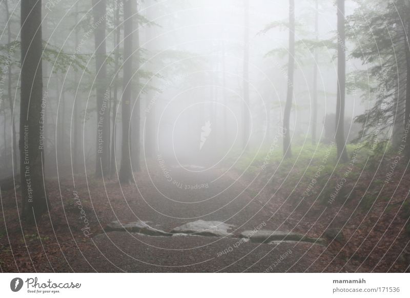 Nebelspaziergang III Farbfoto Außenaufnahme Umwelt Wetter schlechtes Wetter Gewitter Baum Wald dunkel unheimlich Perspektive Blick Baumstamm Märchen Märchenwald