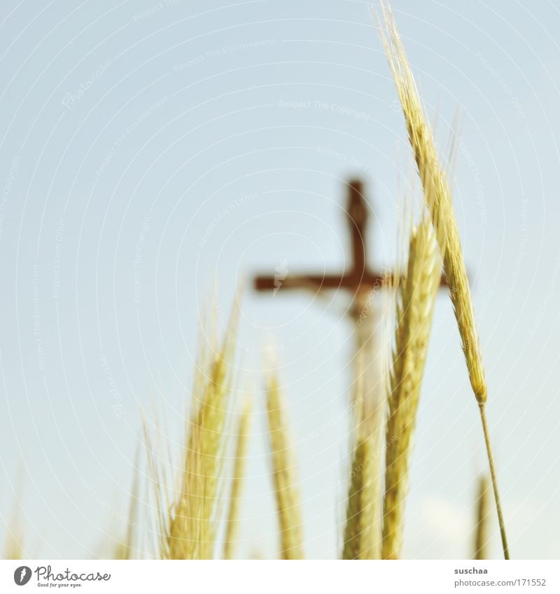 kornfeld-INRI Gedeckte Farben Außenaufnahme Textfreiraum links Unschärfe Getreide Umwelt Natur Landschaft Pflanze Luft Wolkenloser Himmel Sommer Kreuz