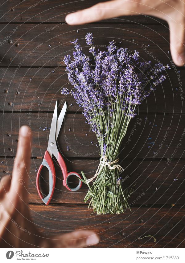 lavendelernte Lavendel violett Blumenstrauß Boden Bündel Pflanze Öl Geruch frisch Gesundheit Gesundheitswesen geschnitten Dekoration & Verzierung Hand