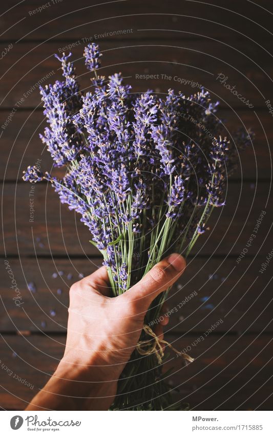 lavendel Lavendel violett Blumenstrauß Boden Bündel Pflanze Öl Geruch frisch Gesundheit Gesundheitswesen geschnitten Dekoration & Verzierung Hand festhalten