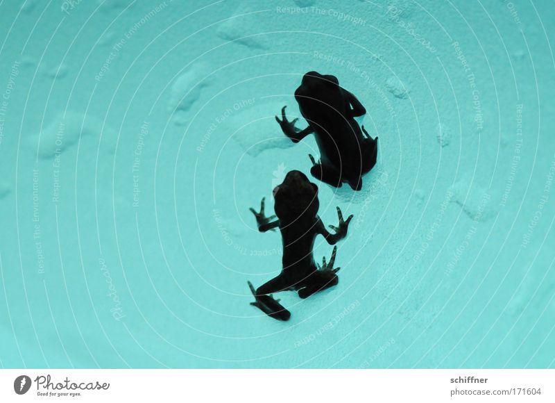 Froschtraum II - you'll never walk alone Makroaufnahme Froschperspektive Umwelt Natur Wasser Wassertropfen gehen Zusammenhalt Kröte Molch Tierpaar Zusammensein