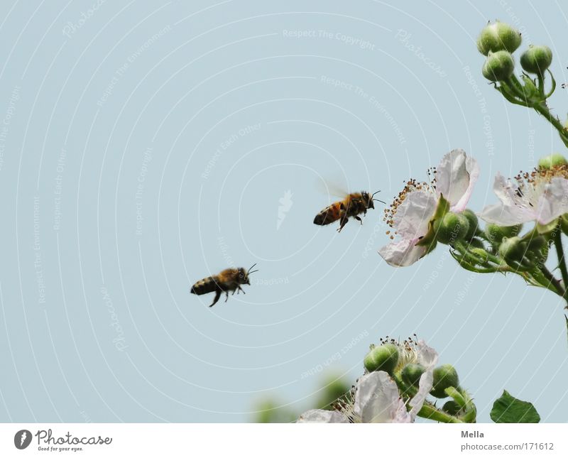 Das doppelte Bienchen Farbfoto mehrfarbig Außenaufnahme Menschenleer Textfreiraum links Textfreiraum oben Tag Zentralperspektive Umwelt Natur Pflanze Tier Luft