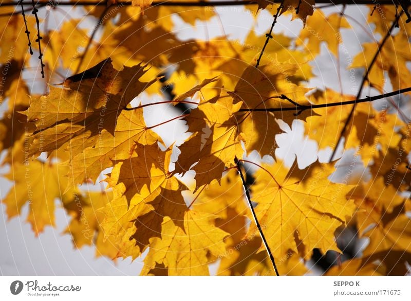 Herbstliche Farbe Farbfoto mehrfarbig Detailaufnahme abstrakt Menschenleer Hintergrund neutral Morgendämmerung Licht Schatten Kontrast Silhouette Sonnenlicht