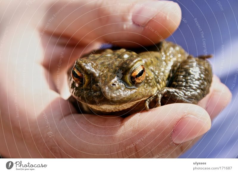 Froschkönig Farbfoto Außenaufnahme Detailaufnahme Tag Schatten Starke Tiefenschärfe Totale Tierporträt Blick in die Kamera Hand Finger 1 Mensch außergewöhnlich