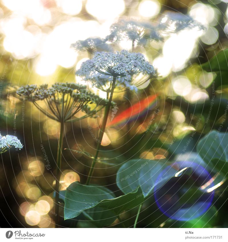 abends ist das Licht am schönsten Gesundheit Umwelt Natur Landschaft Tier Sonnenlicht Sommer Pflanze Wildpflanze Doldenblüte Doldenblütler Engelwurz Giersch