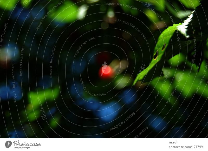der rote Punkt Farbfoto Unschärfe Kirsche Umwelt Natur Baum Sträucher Kirschbaum dunkel blau grün Zufriedenheit