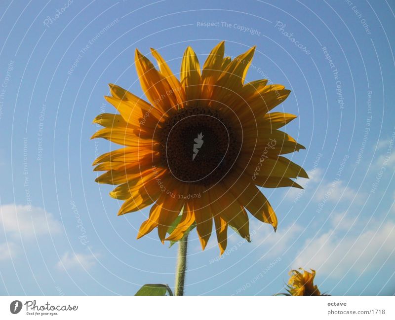 Helios1 Sonnenblume Sommer Lebensfreude Licht