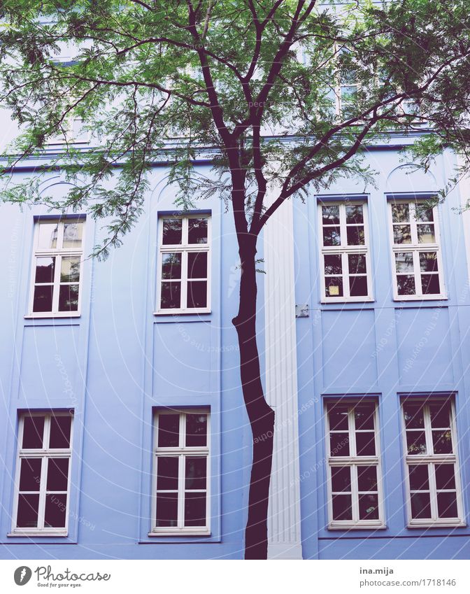 Spaziergang durch Wien Stadt Hauptstadt Stadtzentrum Altstadt bevölkert Haus Traumhaus Gebäude Architektur Mauer Wand Fassade Fenster ästhetisch
