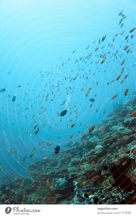 MIARU GALA TILA - ARI ATOLL Miaru Gala Tila Riff Malediven tauchen Fisch Korallenfisch Korallenfische Ari Atoll Ferien & Urlaub & Reisen Erholung entdecken
