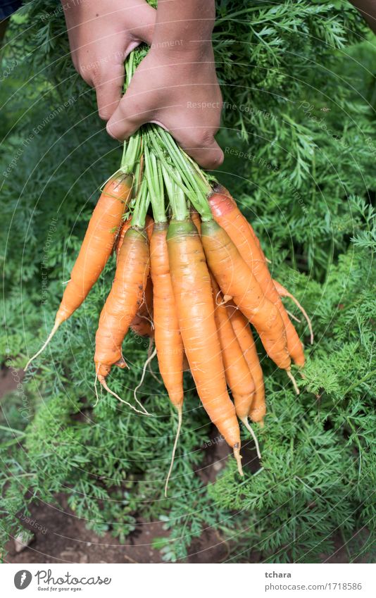 Karotten in der childes Hand Vegetarische Ernährung Sommer Garten Gartenarbeit Mensch Natur Pflanze Blatt frisch natürlich Sauberkeit grün Möhre Halt Haufen