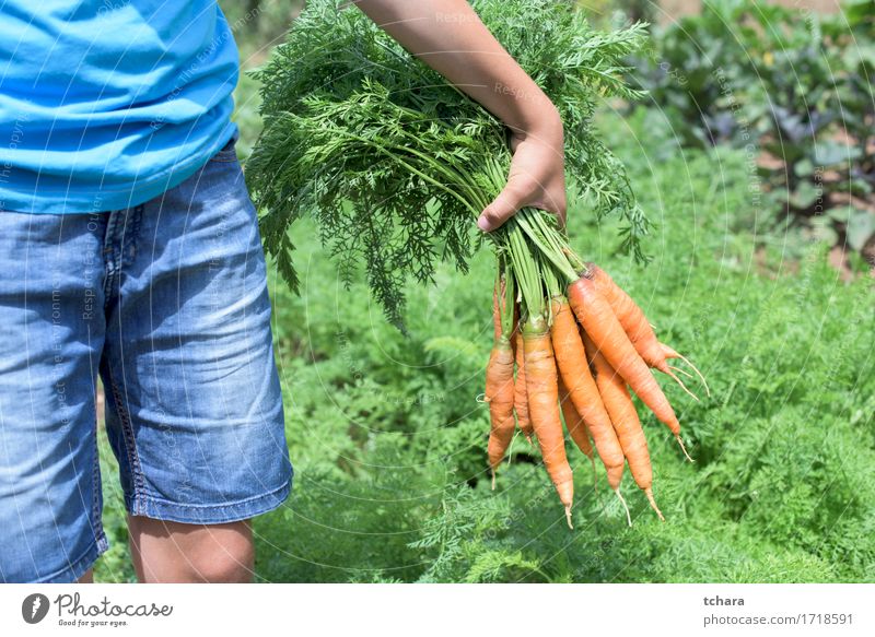 Karotten in einem Gemüsegarten Vegetarische Ernährung Sommer Garten Gartenarbeit Mensch Hand Natur Pflanze Blatt frisch natürlich Sauberkeit grün Möhre Halt