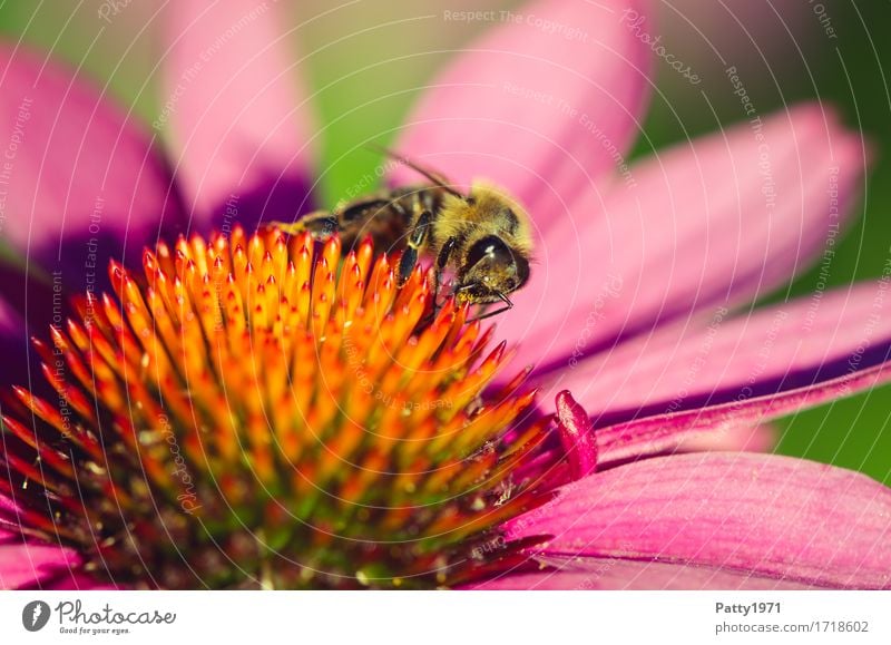 Pollensammlerin Pflanze Blume Blüte Sonnenhut Roter Sonnenhut Tier Nutztier Biene 1 Arbeit & Erwerbstätigkeit Fressen krabbeln gelb violett orange fleißig