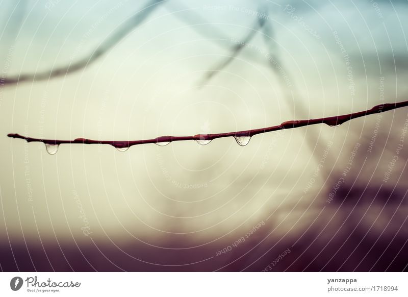 Tau fällt in den Nebel Natur Pflanze Wassertropfen Wetter Regen Baum Tropfen nass natürlich geheimnisvoll Nostalgie Ast Regentropfen Jahreszeiten Farbfoto