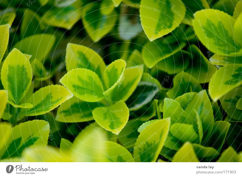 frisches grün Farbfoto mehrfarbig Außenaufnahme Tag Schwache Tiefenschärfe Umwelt Natur Pflanze Grünpflanze gelb Strukturen & Formen