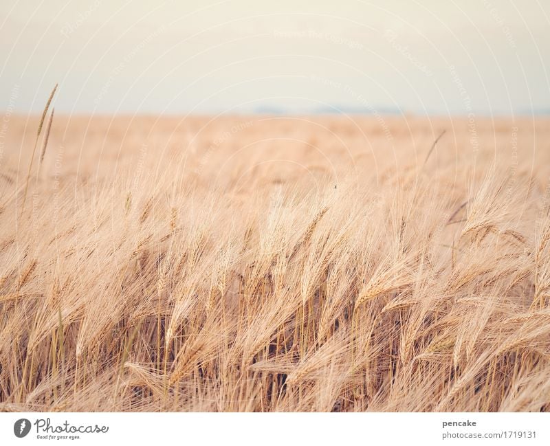 flauschig | roggenfell Getreide Ernährung Natur Landschaft Urelemente Himmel Sommer Schönes Wetter Nutzpflanze Feld kuschlig trocken feminin weich Horizont