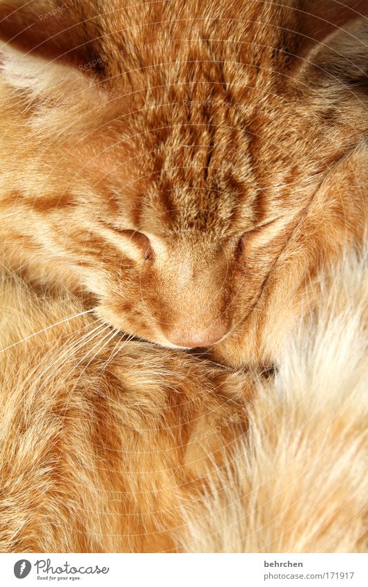 zum liebhaben Haustier Katze Tiergesicht Fell Ohr Auge Barthaare Schnurrhaar genießen Glück kuschlig niedlich Zufriedenheit Vertrauen Sicherheit Schutz