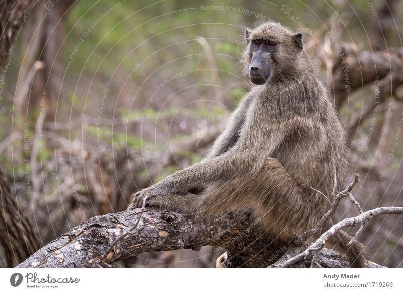 Affe am chillen Wildtier Affen 1 Tier stark Erholung Farbfoto Tierporträt
