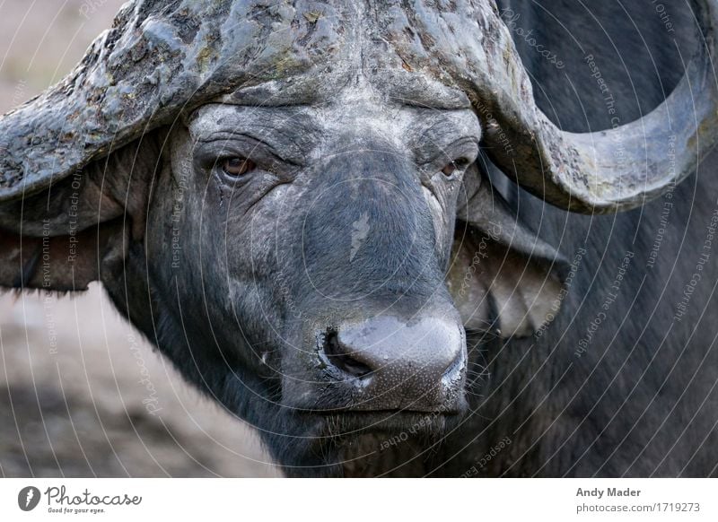 Wasserbüffel Wildtier 1 Tier Aggression alt dreckig gigantisch stark schwarz Farbfoto Tierporträt Blick nach vorn