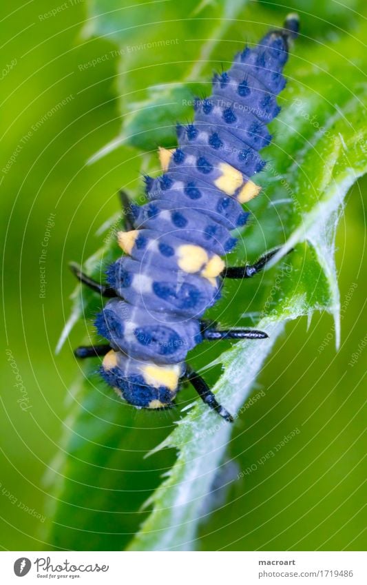 Larve eines asiatischen Marienkäfers Asien Detailaufnahme Makroaufnahme Nahaufnahme up Insekt Tier Käfer Panzer