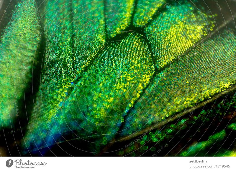 Schmetterling mit Migrationshintergrund Flügel mehrfarbig exotisch Farbe Farbstoff Farbmittel prächtig Urwald tropisch Zeichnung