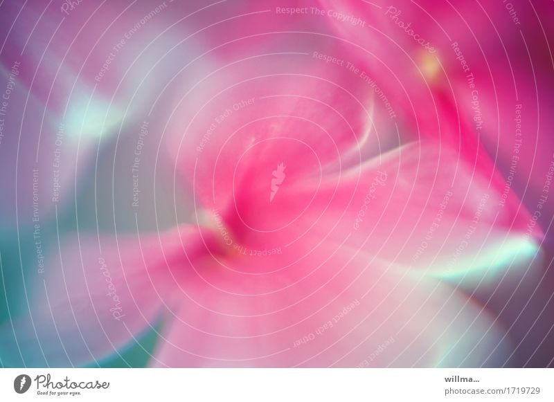 samtig-weich Blume Blütenstempel rosa Aquarell Pflanze sanft duftig verträumt zart Pastellton Farbfoto Außenaufnahme Unschärfe