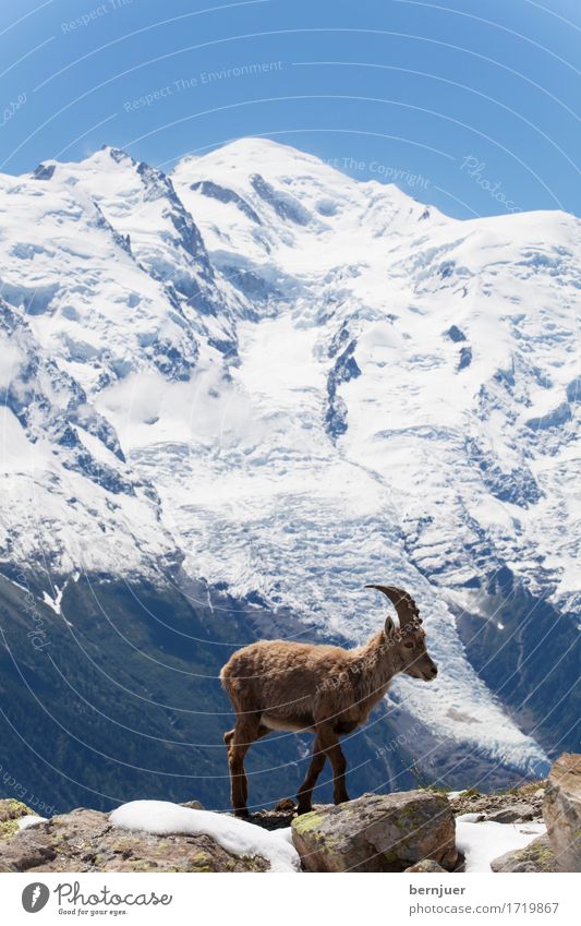 Steinbock Wildtier Mont Blanc Chamonix Eis Schnee Berg Frankreich Alpen sonnig tag hoch Gletscher