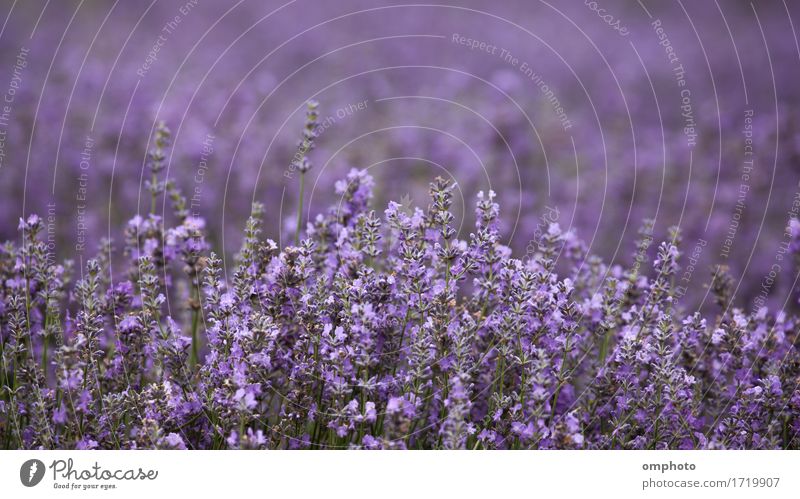 Lavendelblüten auf einem Feld Medikament Duft Kur Garten Natur Pflanze Blume Blüte Blumenstrauß natürlich Farbe Ackerbau Feldfrüchte Haufen purpur duftig