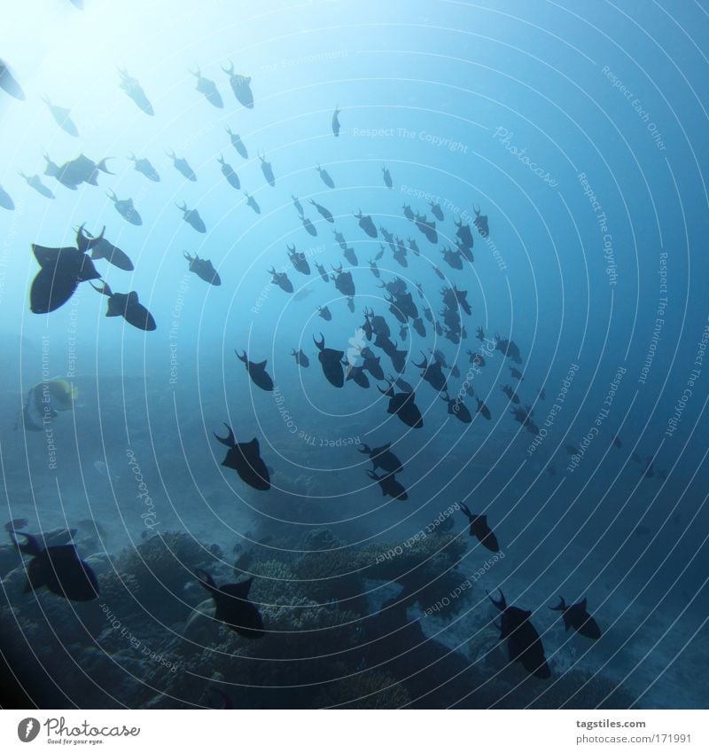 DIE EBENE HALTEN Malediven tauchen Fisch Fischschwarm Schwarm Formation formieren Ordnung sortieren Ferien & Urlaub & Reisen Meer Indien Tourismus blau Angaga