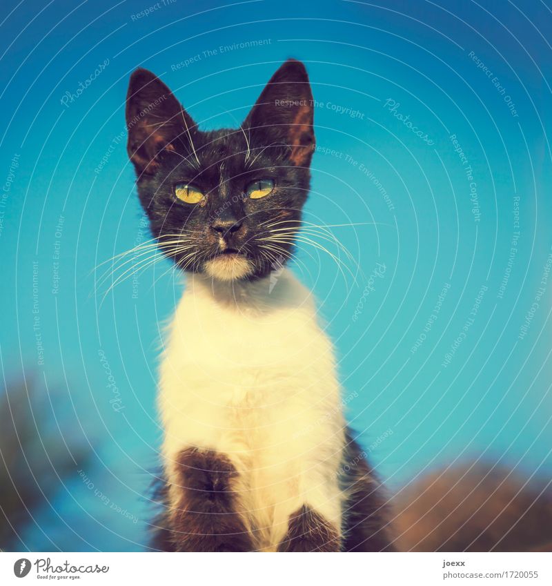 Der Boss Himmel Haustier Katze 1 Tier Blick sitzen klein Neugier blau schwarz weiß Farbfoto Außenaufnahme Nahaufnahme Schwache Tiefenschärfe Froschperspektive