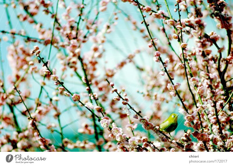 Eine Frühlingsbrise Farbfoto Außenaufnahme Menschenleer Textfreiraum links Morgen Licht Vogelperspektive Tierporträt Lifestyle Freude schön