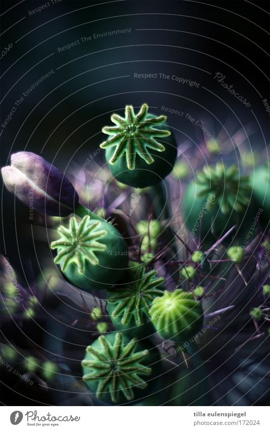 3 Detailaufnahme Experiment abstrakt Muster Menschenleer Tag Schatten Unschärfe Pflanze Blume Sträucher Blüte Blühend dehydrieren außergewöhnlich dunkel