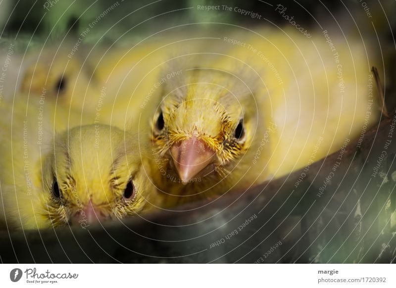 Vorwitzig:  junge Kanarien- Vögel im Nest Tier Vogel Tiergesicht 3 gelb grün Schnabel Tiergruppe Tierjunges Tierzucht Kanarienvogel Nestbau Nestwärme Federvieh
