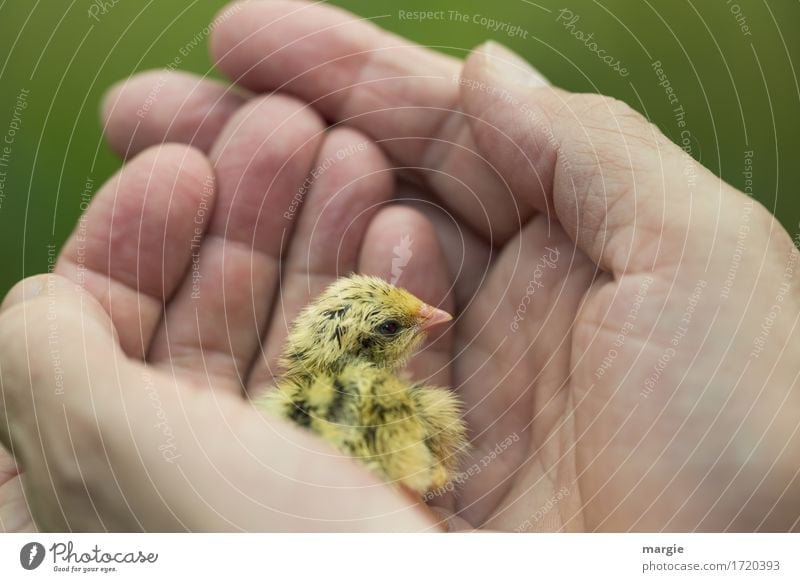 Schutzbedürftig! Ein kleines gelbes Küken in einer großen Hand Tier Nutztier Tiergesicht Flügel 1 grün Vertrauen Tierliebe trösten dankbar Neugier Hoffnung
