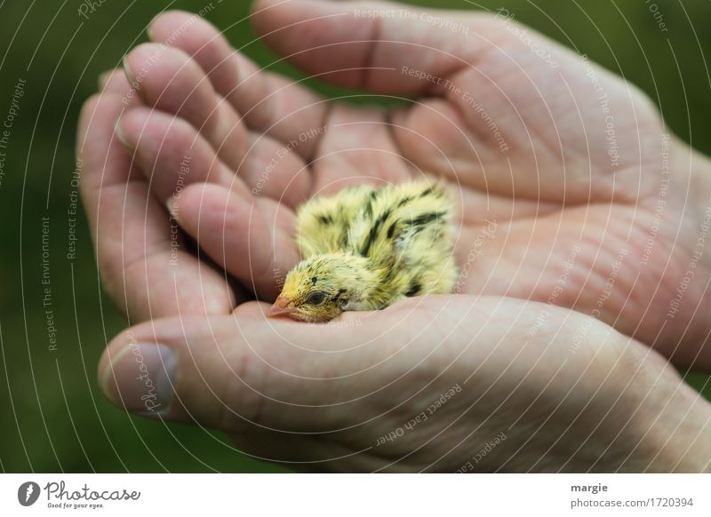 Hilfsbedürftig! Kleines gelbes Küken in einer Menschenhand Finger 1 Tier Haustier Nutztier Hilfsbereitschaft Hand Querformat Schutz Vogel Tiergesicht Tierliebe