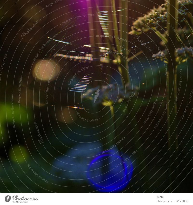 ein Netz an der Sonne Farbfoto Außenaufnahme Abend Umwelt Natur Landschaft Pflanze Tier Schönes Wetter Wildpflanze Garten Park Wiese Feld Spinne 1 Erholung blau