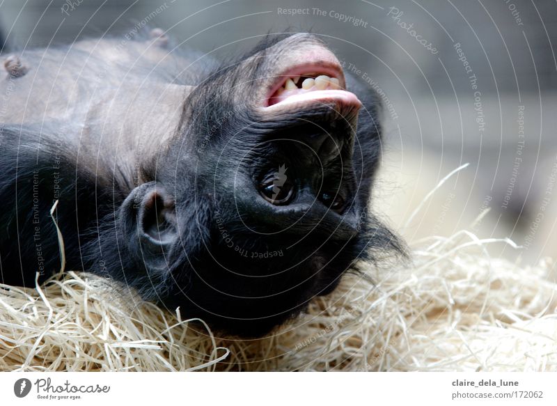 Crazy People Textfreiraum rechts Tierporträt Blick nach hinten Zoo 1 Freude Glück Euphorie dumm verrückt