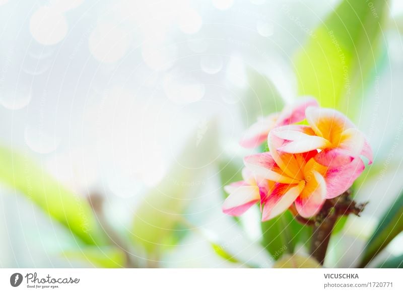 Frangipani Blumen auf Natur Hintergrund Design Spa Sommer Pflanze Frühling Blatt Blüte Garten Park gelb rosa Duft Stil Thailand tropisch exotisch Farbfoto