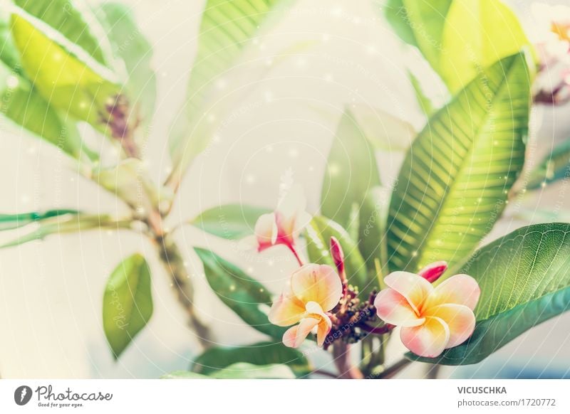 Tropische Frangipani Pflanze Lifestyle Erholung Spa Sommer Garten Natur Frühling Schönes Wetter Wärme Blume Blatt Blüte exotisch Park Blühend gelb Design Duft