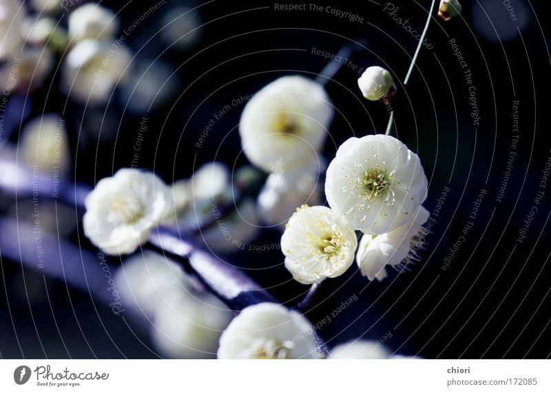 Weißer Schnee Farbfoto Makroaufnahme Menschenleer Morgen Blick nach vorn Freude Leben Kunst Natur Feuer Mond Frühling Baum Blume frei Glück weich weiß Coolness