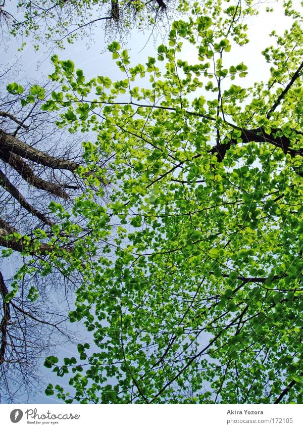 [Harusaki|DD] frisches Grün Farbfoto Außenaufnahme Menschenleer Tag Licht Kontrast Natur Himmel Wolkenloser Himmel Sonne Schönes Wetter Baum Blatt Park frei